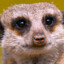 Meerkat_007