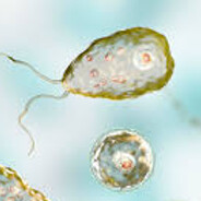 BrainEatingAmoeba
