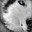 big bad wolf