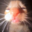 游戏大王猫猫头