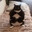 Fatto catto