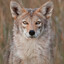 Coyote