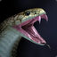 King Cobra
