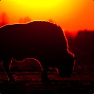 Salty Rhombus's Avatar