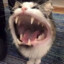 Meow Meow