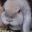 Dexterroserabbit