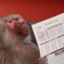 MonKey \Ö/