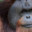 Ape