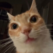 Chinchulin