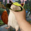 Vulgar Chipmunk