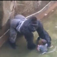 Harambe