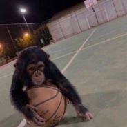 Monke Ballin