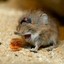 elephant shrew