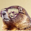 ImTheMarmot