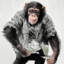 Snazzy Chimp