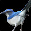 Scrub Jay