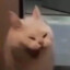 Fine shyt