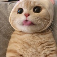 吃我一记猫猫直拳