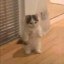 little kitty
