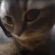 TOP 10 FEIN INCIDENTS