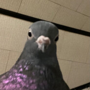 MR_PIGEON