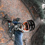 DH_Fausto