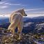 TheWhiteWolf