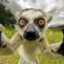 Pongo