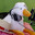 SillyGoose
