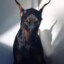 doberman