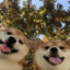刘二狗