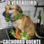 CACHORRO ZERA