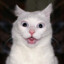 Gato~Blanco
