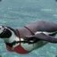 promiscuous penguin