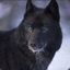 Blackwolf