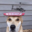 Helicopter Dog