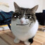 meow