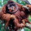 Orangutan