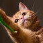 KITTY BALLS