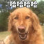 世界上最强的神