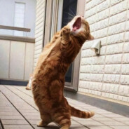 18岁牛爷爷cos清纯女仆