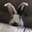 ievi