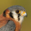 kestrel
