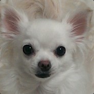 algernon_main
