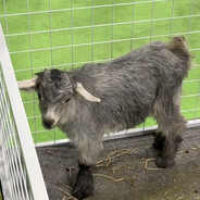 神兵小将南宫问天是也