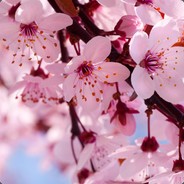 Blossom