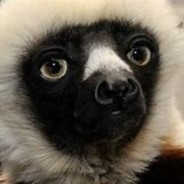 coopy