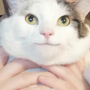 Polite Cat