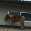 horse on a window