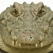 🐊🐊🐊混乱将随后而至🐊🐊🐊